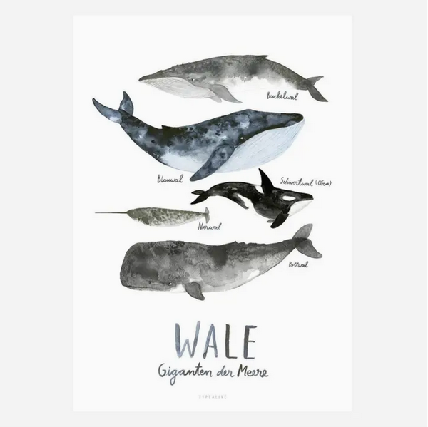 Product image of  Typealive - Whales Print, A4