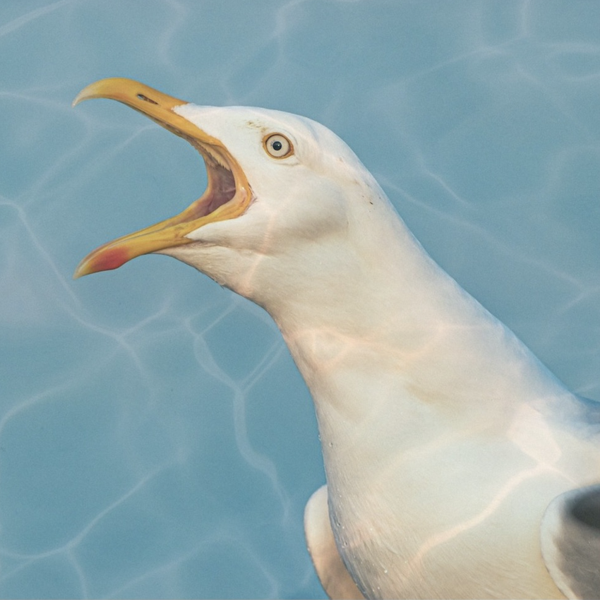 Product image of POETRY & JAZZ – waves & ripples – Sat 20 Sept – 7 pm