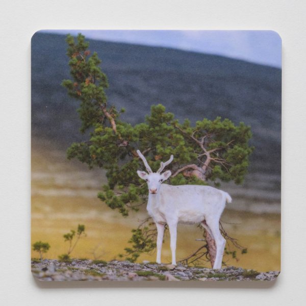 Product image of  Lasinalunen - poro tunturissa