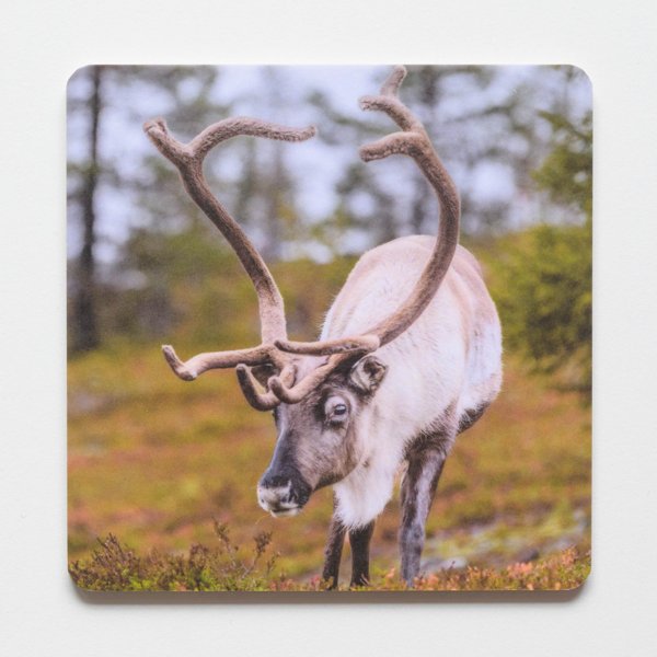 Product image of  Lasinalunen - Poro