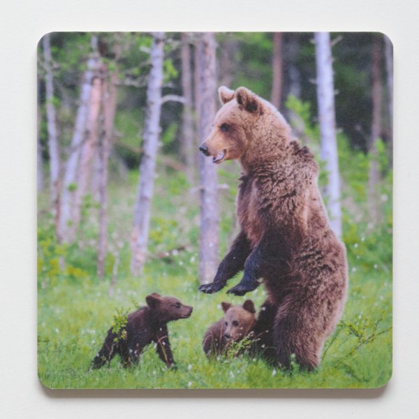 Product image of  Lasinalunen - Seisova karhu ja pennut