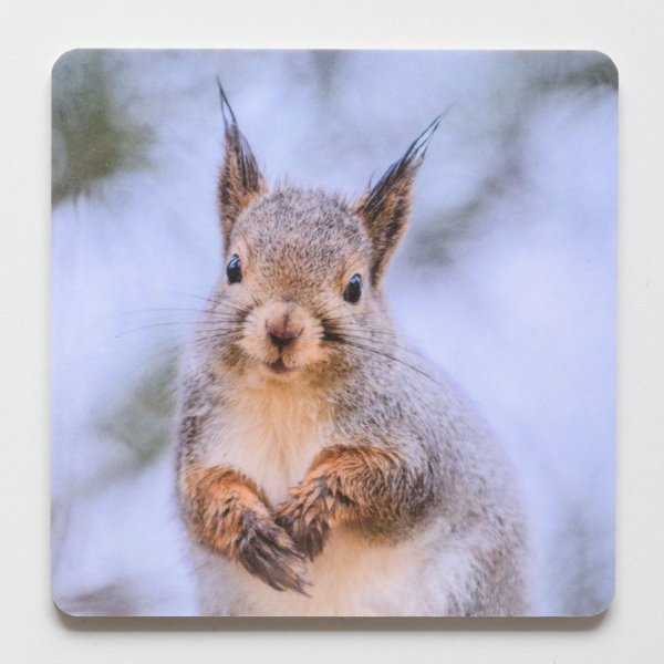 Product image of  Lasinalunen - orava