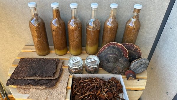 Product image of  Foraging and Paper-Making Workshop