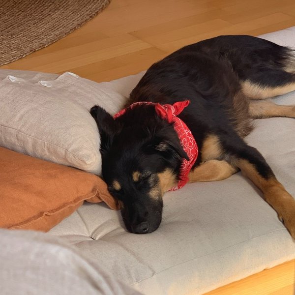 Product image of  New Year's Retreat: Calm Companions, sign-up with dog