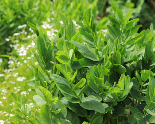 Product image of  Sokerijuuren siemeniä