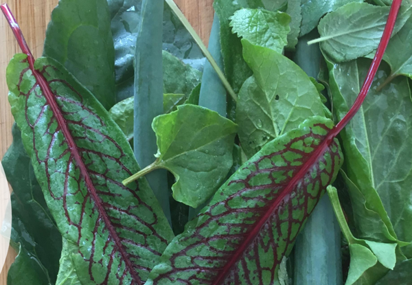 Product image of  Viinisuolaheinän siemeniä