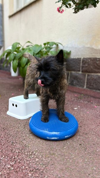 Product image of PIENI ILMAINEN JUMPPAOPAS