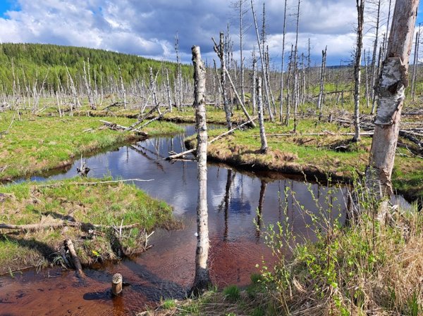 Product image of  Luontoteko, Ilvessuo (aari)