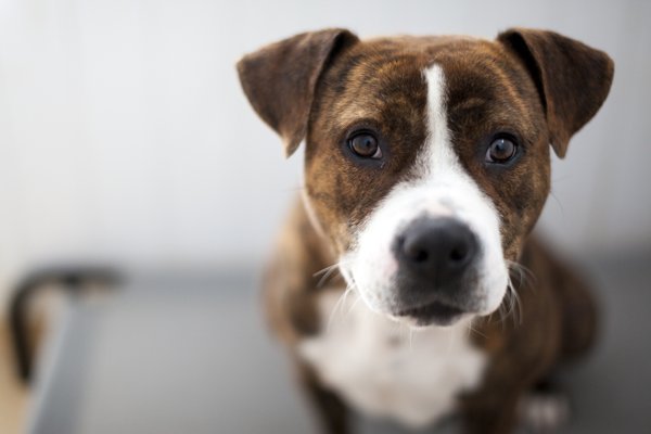 Product image of  Mörköjä meillä kotona