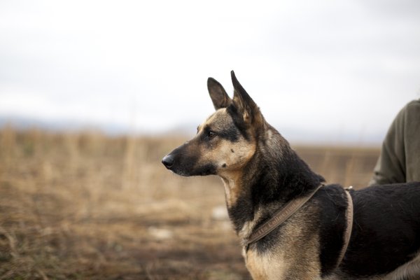 Product image of  Koiruuksien kootut luennot