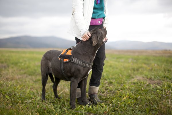 Product image of  Käytösneuvonta verkossa 30 minuuttia