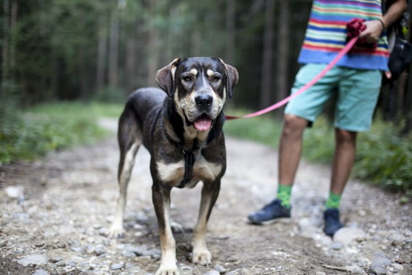 Product image of  Koiruuksien käsikirja