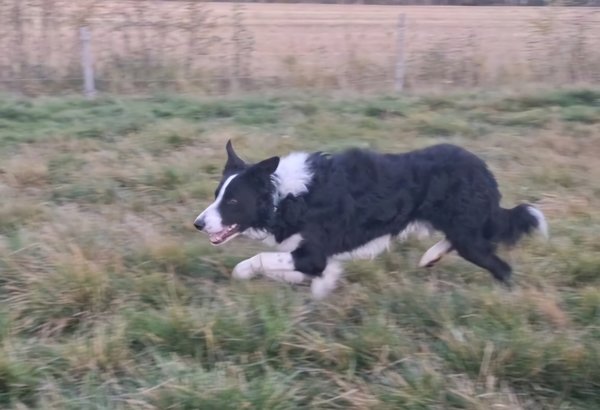 Product image of  Paimennuksen kokeilu 26.4. Sunnuntai klo 13