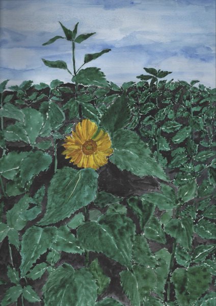 Product image of  Sun Flower
