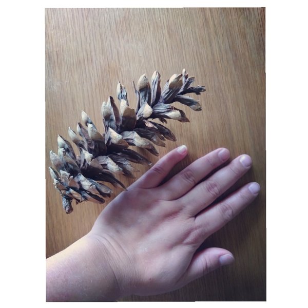 Product image of  Käpy