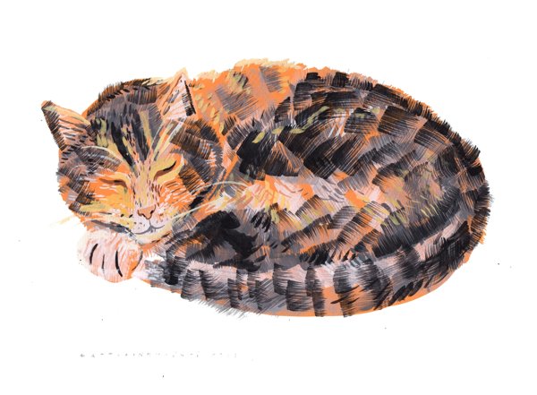 Product image of Oranssi kissa nukkuu