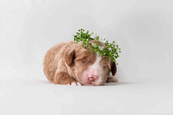 Product image of Pe 19.12.2025 klo16-17