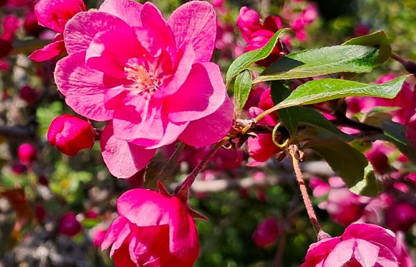 Product image of  Tavoitteet todeksi kehollistamisen kautta