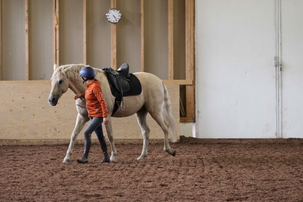 Product image of  Ihmisen kehollisten tunteiden vaikutus hevoseen-luentopaketti