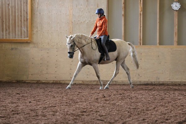 Product image of  Hevosen suoruus ja taipuminen osa 2 - su 11.1.2026