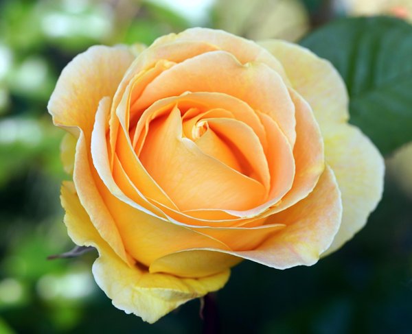 Product image of  Ruusu UNIHIEKKAA- näytökseen 14.12.25 Espoo