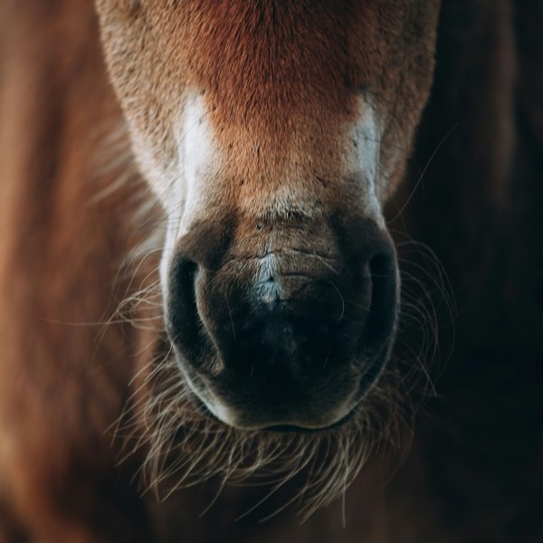 Product image of  Näin onnistut hevosten käytösongelmien hoidossa -verkkoluento
