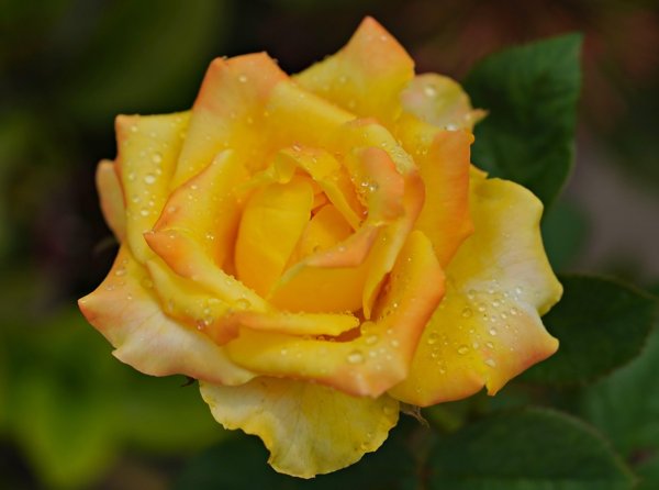 Product image of  Ruusu YÖ SIRKUKSESSA -näytökseen 20.12.25 Turku