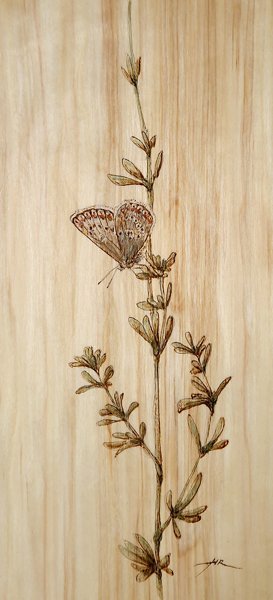 Product image of  Sinisiipi 2 - Blue butterfly, 2025.