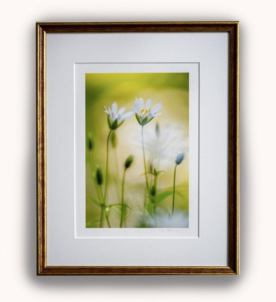 Product image of  Kevättähtimö -valokuvataulu 29 x 21 cm