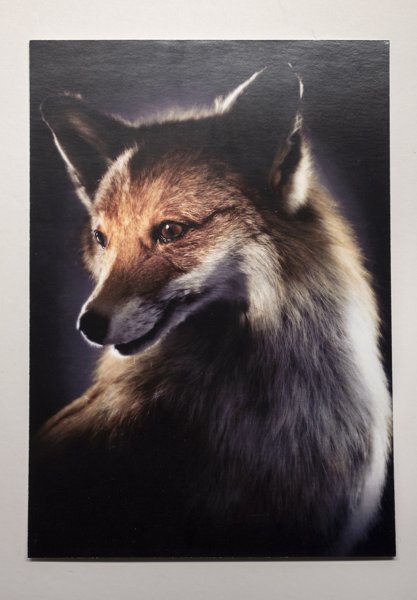 Product image of  Vulpes Käärikkinen, postikortti