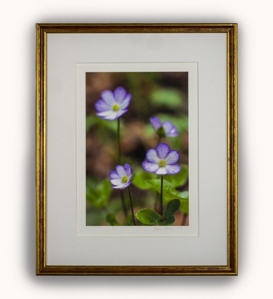 Product image of  Erikoinen sinivuokko -valokuvataulu 29 x 21 cm