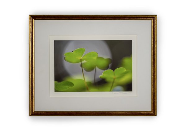 Product image of  Käenkaali -valokuvataulu 21 x 29 cm