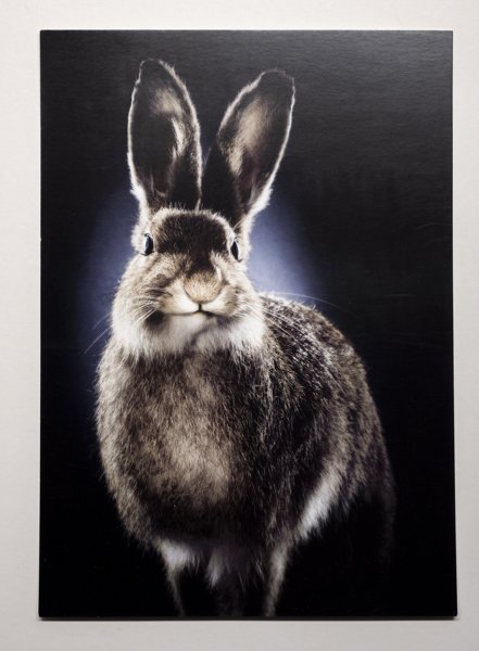 Product image of  Lepus Valkko, postikortti