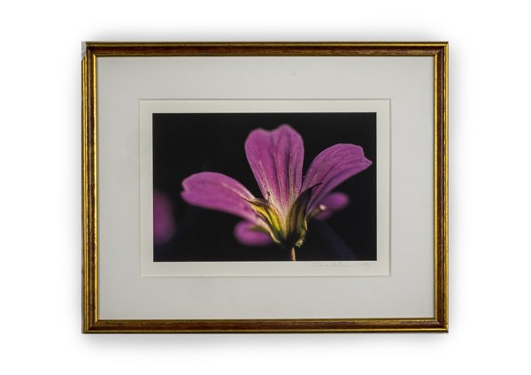 Product image of  Metsäkurjenpolvi -valokuvataulu 21 x 29 cm