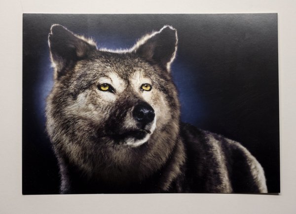 Product image of  Canis Loikkohäntä, postikortti