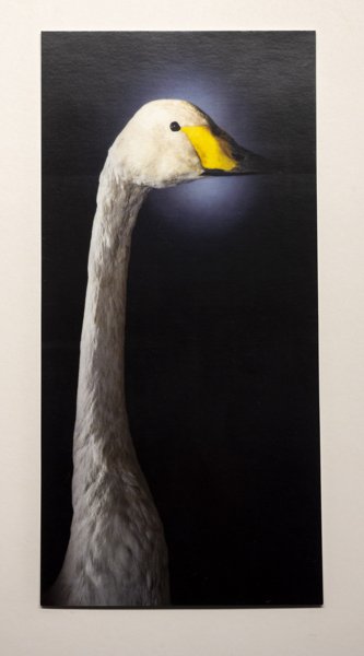 Product image of  Cygnus Loikko, postikortti