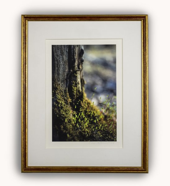 Product image of  Nuokkuvarstasamma -valokuvataulu 21 x 29 cm