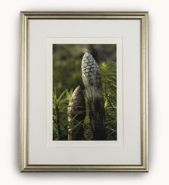 Product image of  Kaksi kortetta -valokuvataulu 21 x 29 cm