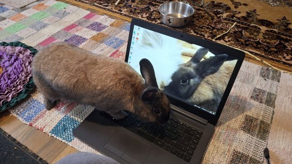 Product image of Etäkonsultaatio 1h