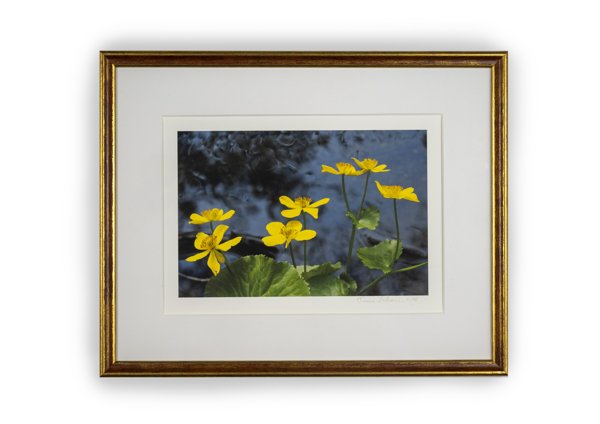 Product image of  Rentukka -valokuvataulu 21 x 29 cm