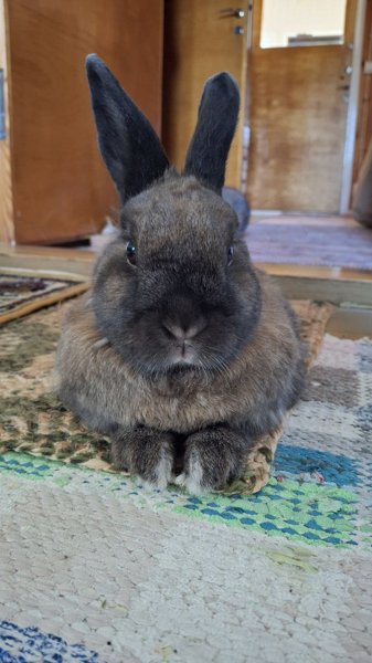 Product image of Pulmapuhelu 30min.