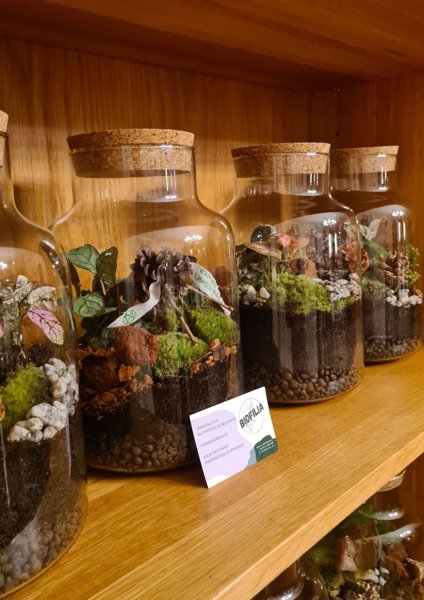 Product image of PLANT TERRARIUM: ecosystem in a glass jar