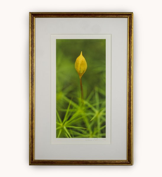 Product image of  Karhunsammal -valokuvataulu 19 x 33 cm