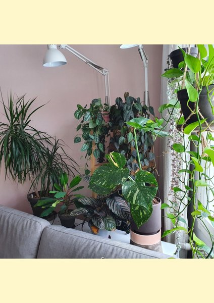 Product image of SISUSTA VIHERKASVEILLA