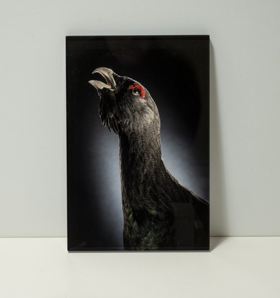 Product image of  Metso -kuvataulu, 24 x 16 cm