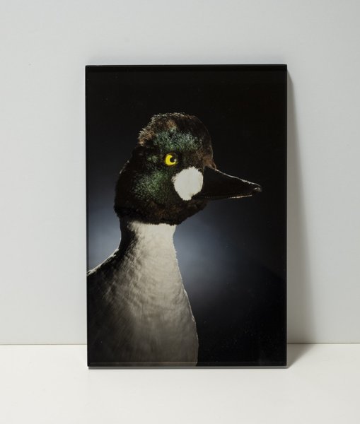 Product image of  Telkkä -kuvataulu, 24 x 16 cm