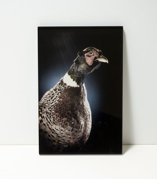 Product image of  Fasaani -kuvataulu, 24 x 16 cm