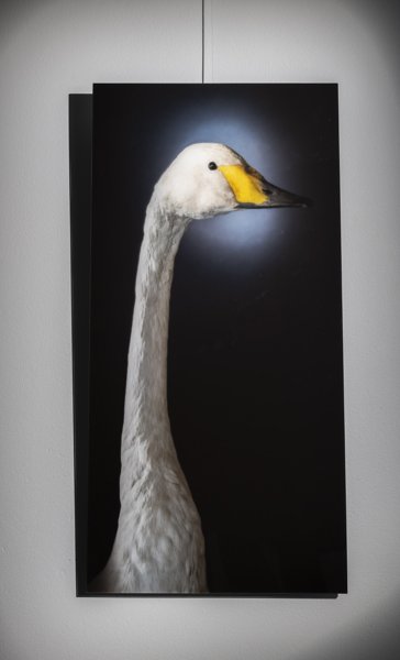 Product image of  Cygnus Luikko, laulujoutsen, 80 x 40 cm, valokuva akryylille