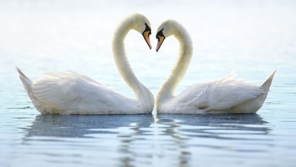 Product image of Seremonia elämänkaaren taitekohtaan