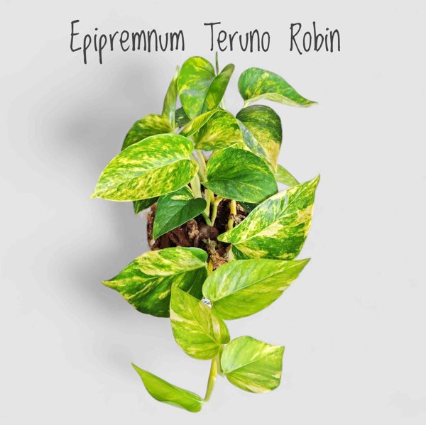 Product image of  Epipremnum Teruno Robin (pistokas)